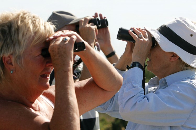 Observação de aves em Sagres promete reunir centenas de pessoas 801515?tp=UH&db=IMAGENS&w=749